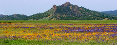 Bear Valley, Colusa County Wildflowers