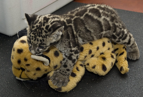 Clouded Leopard cubs are 12 weeks old!