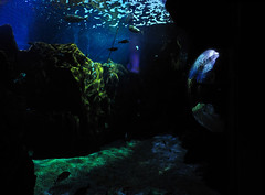 Aquarium @Crete