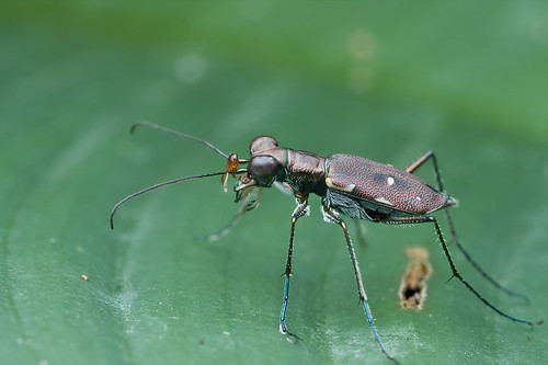 Tiger beetle with dead ant's head on its antenna...IMG_3010 copy