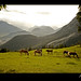 alpine-meadow-horses