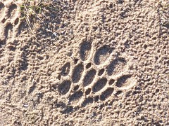Mysterious and Strange Footprint: Bigfoot?