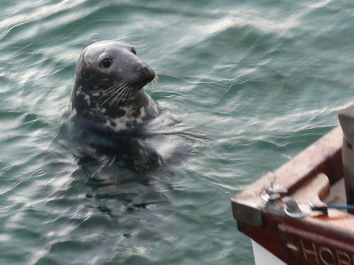 Seals in The Harbour at St.Ives,Cornwall (2)