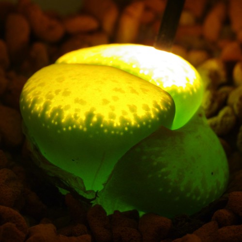 Lithops glow 103 by yellowcloud