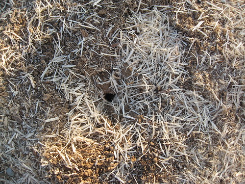 Ant Hill Hay