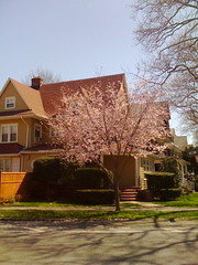 Easter in Ditmas
