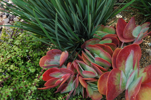 Red and green fresh feast for the eyes, succulent plant, ground cover, delicate, yin and yang, stones, Meditation Garden - Self-Realization Fellowship, Encinitas, California, USA by Wonderlane
