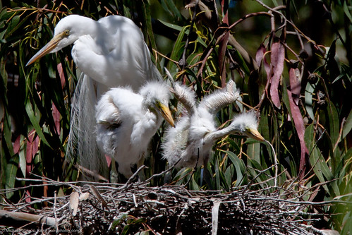 2 of 3 Great Egret Nest with Adult and Two Chicks, Heron Rookery, Morro Bay, CA 27 May 2010
