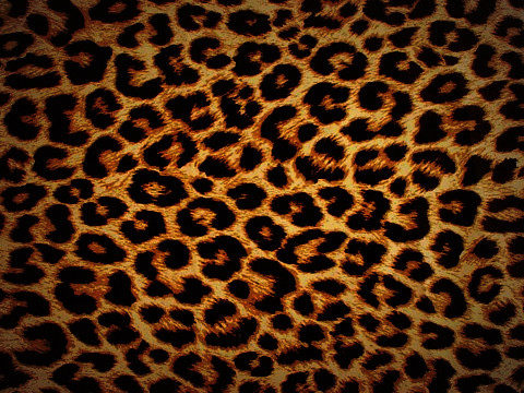 Leopard Background on Leopard Bb 8900 Wallpaper      Flickr   Photo Sharing