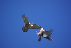 Peregrine falcons
