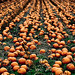 20081017-Pumpkin-field_MG_1105