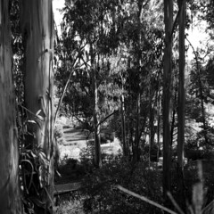 muir woods, set 2, 1957 (1957-240-17)