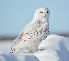 Snowy Owl Winter 2014