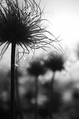 Anémones pulsatille photo fleur noir et blanc silhouette