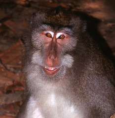 Bali Macaque Monkeys