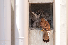 Falcons nest in the Galilee