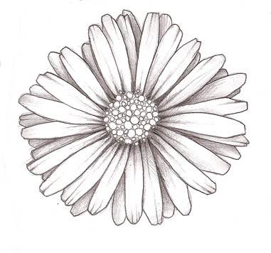 Daisy Tattoos on Daisy Doodle Possible Chest Tattoo