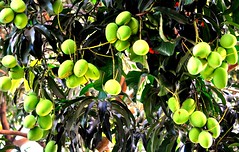 Fruits of Mindanao - Carabao Mangos