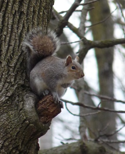 cropped squirrel