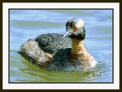 Lake Waterbirds 2009