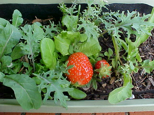 First Strawberries