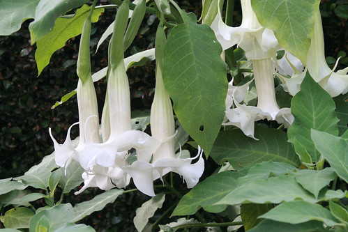 Angel's Trumpet Double Bell