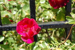 James P. Kelleher Rose Garden 5.21.2010