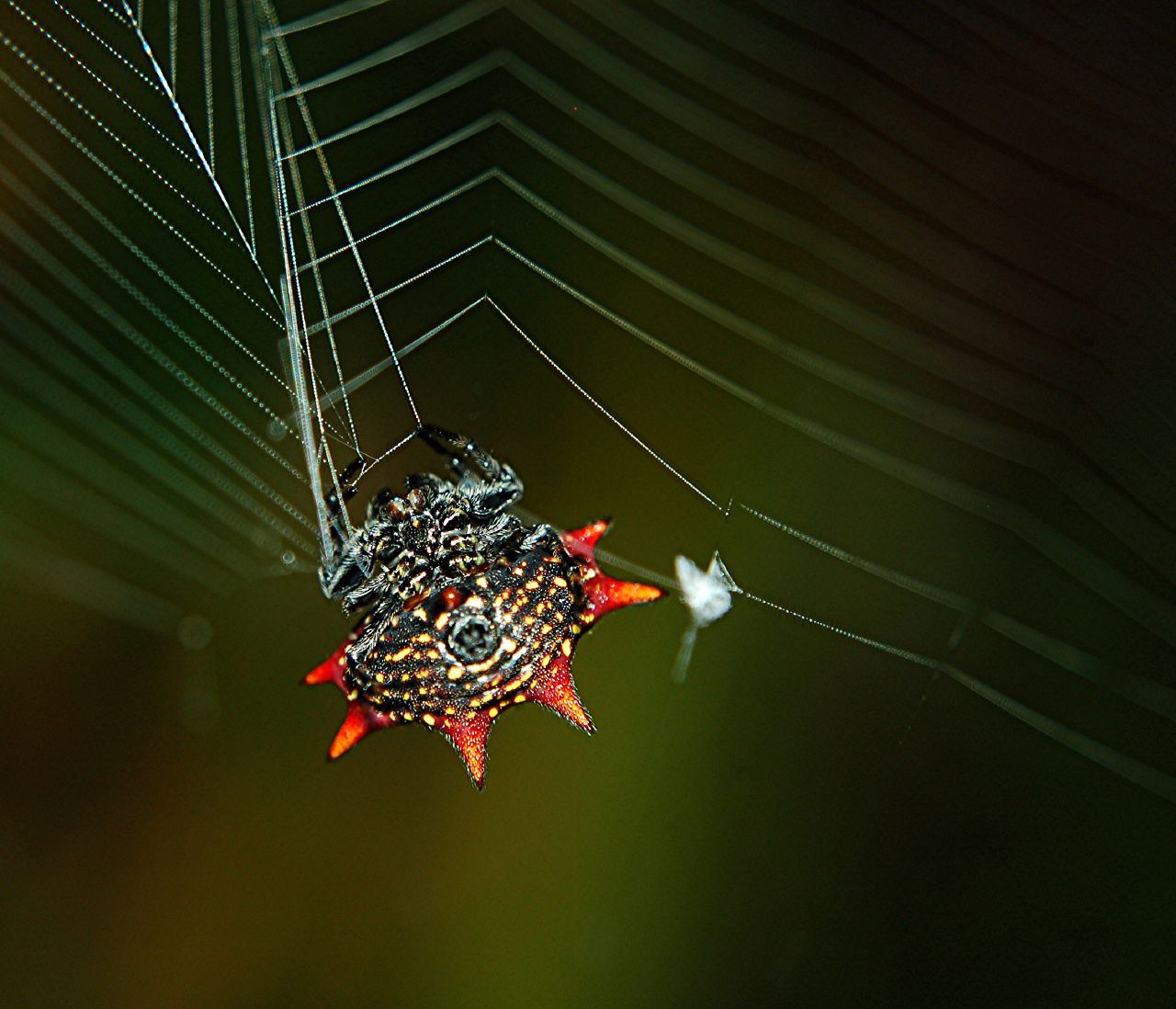 A very close look at a tiny Florida Crab Spider spinning its web a