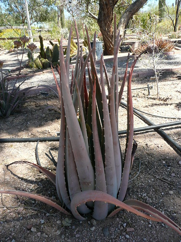 Aloe porphyrostachys by Sabaea