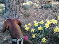 Dell and Daffodils by Teckelcar