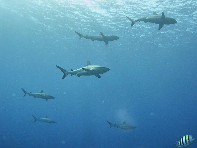 grey reef sharks