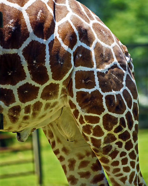 Anatomy Of A Male Giraffe | Flickr - Photo Sharing!