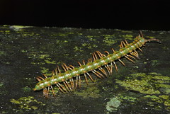 Diplopoda (Borneo)