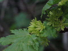 Aceraceae