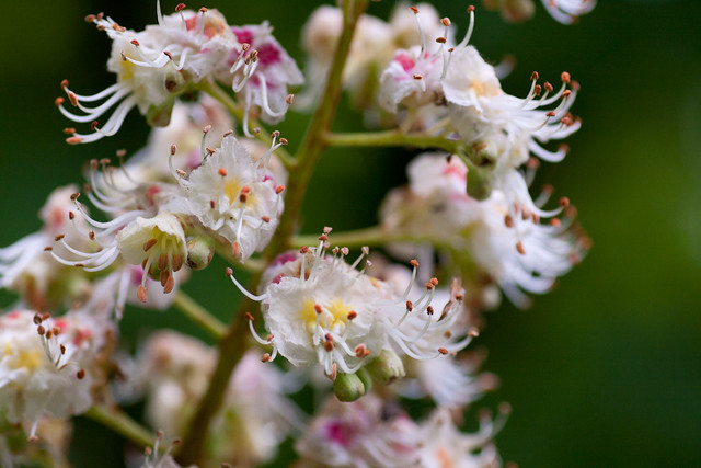Aesculus hippocastanum, flowers
