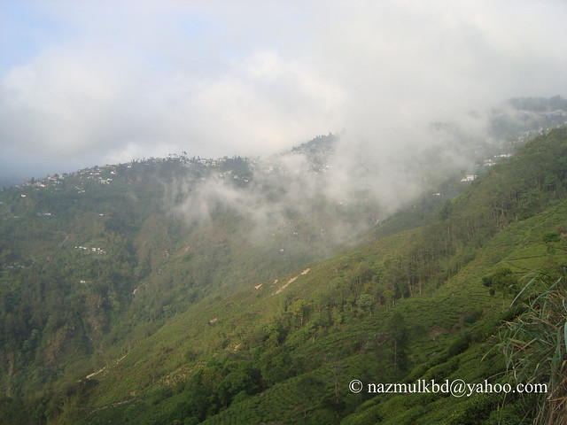 Nature of Darjeeling, India