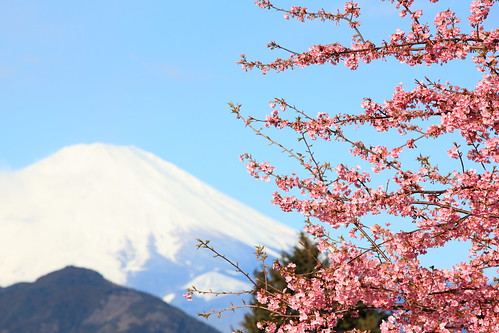 Sakura and Mt. Fuji / 桜(さくら)と富士山(ふじさん) - 無料写真検索fotoq