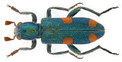 Coleoptera Family Cleridae