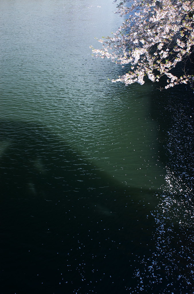 川と桜 09/04/09 DSC_7108