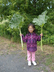 Olivia Harvesting Rhubarb