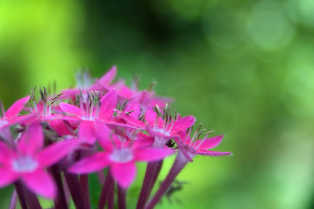 Pink Flower and Green Bokeh : HBW