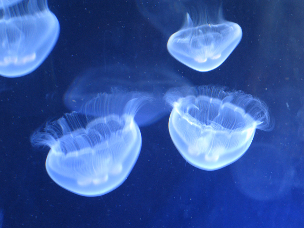 медузы фото