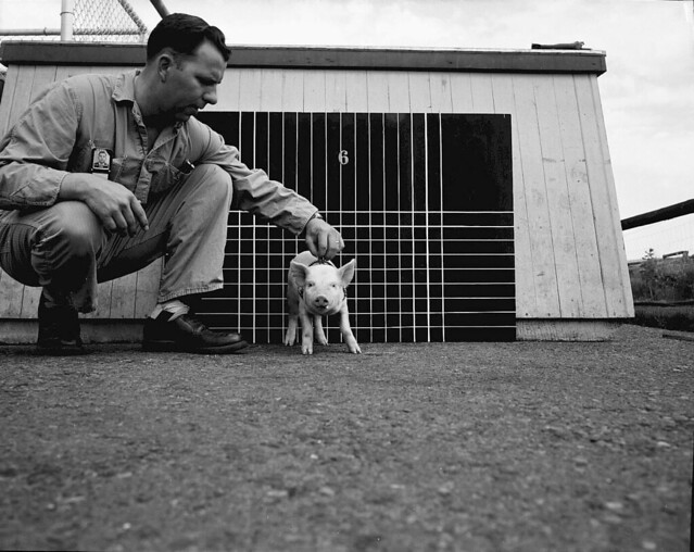 1956 ANIMAL FARM,HANFORD SITE,LITTLE PIGS
