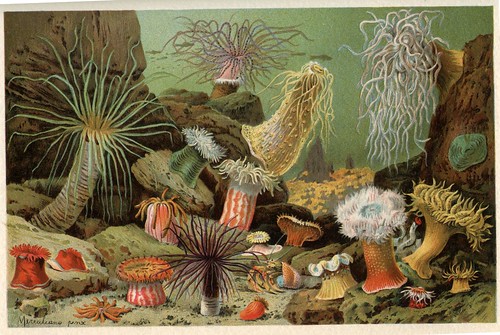 sea anemones by dd21207