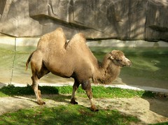 Camels Bactrian