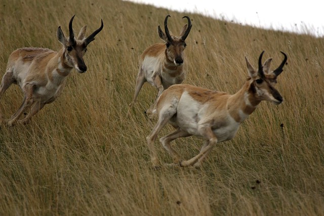 Run antelope, run!