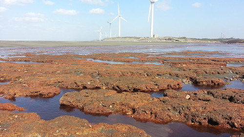 桃園藻礁多處被工業汙染，造成礁體被侵蝕、生態死寂的慘狀。