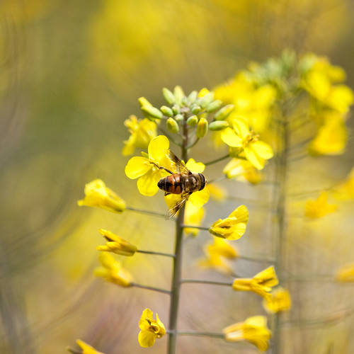 Bee on kale flowers