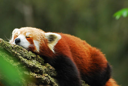 Red Panda @ Mogo Zoo by vincechan06