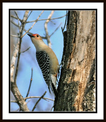 Woodpeckers 2009